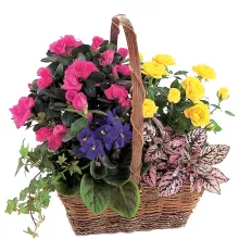 Flower Type: Planter Gardens | Flower Shopping