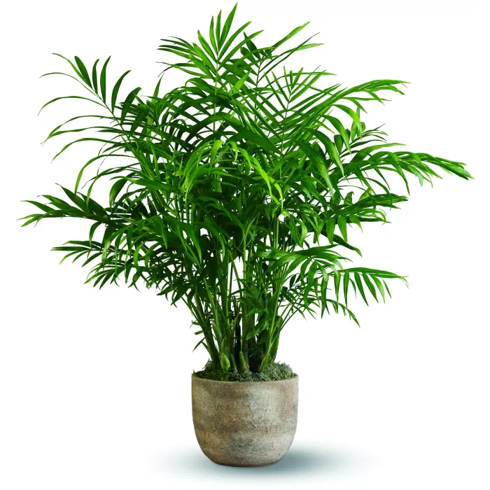 Paradise Palm - TFWEB397 ($62.95)