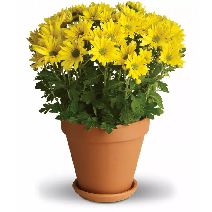 Sweet as a Daisy - T95-1A ($39.55)