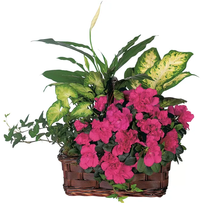 Azalea Attraction Garden Basket - TF126-1 ($60.25)