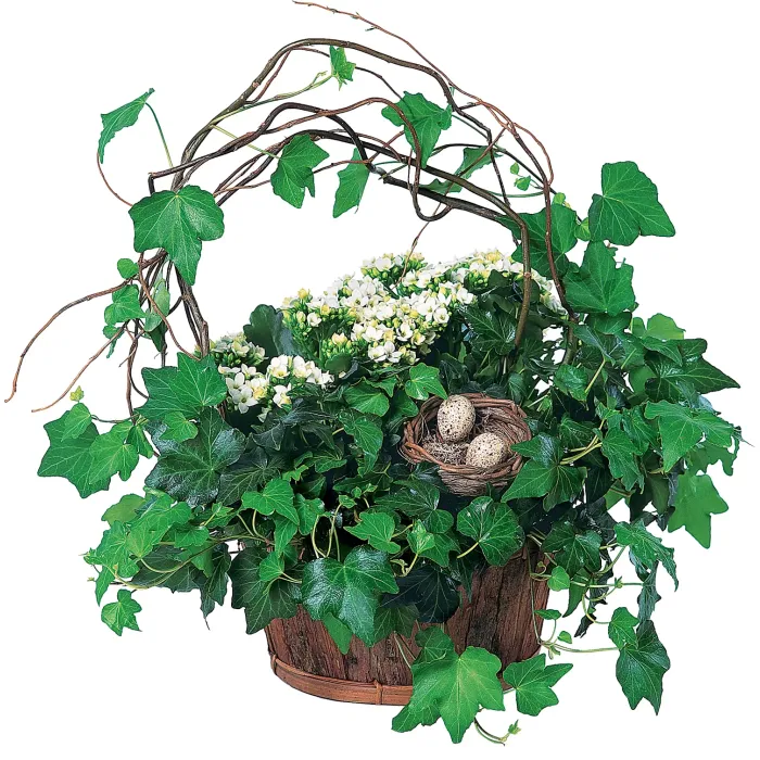 Kalanchoe and Ivy Basket - TF139-1 ($69.25)