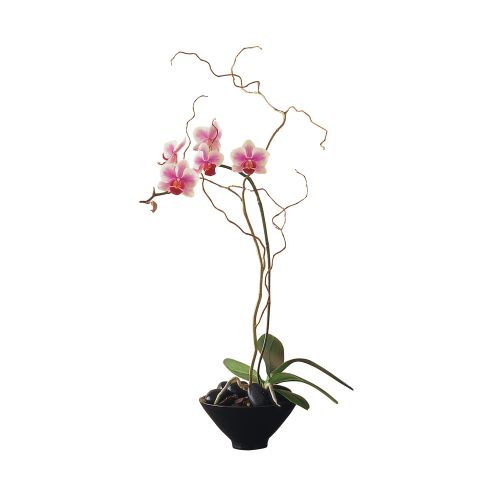 Miniature Lavender Orchid in a Small Bowl
