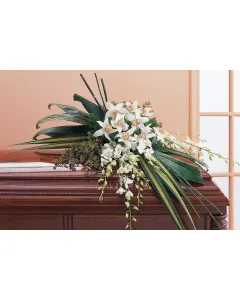 botanical name for spider plant Spider Plant 'Bonnie'